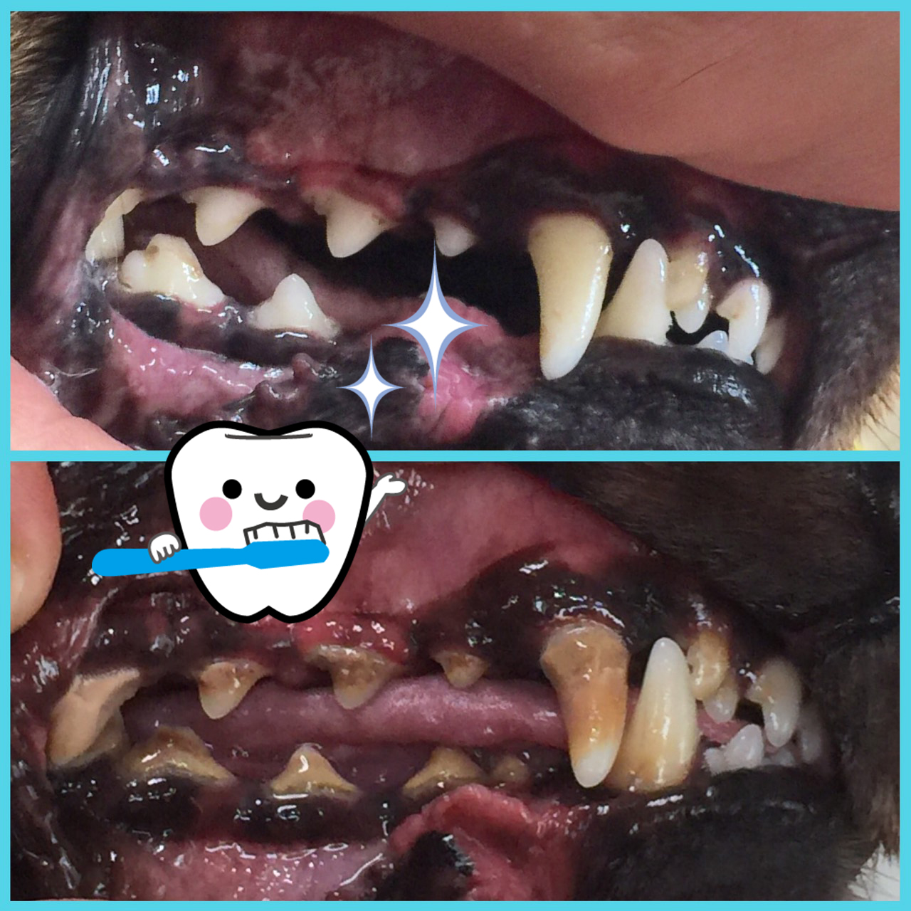 犬の歯磨き・無麻酔歯石除去・口臭ケア犬の歯石対策ならペット・マイスターペット・マイスター