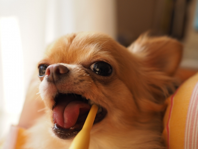 犬の口臭が気になったら【ペット・マイスター】へ～歯磨き用のおもちゃも使おう！～